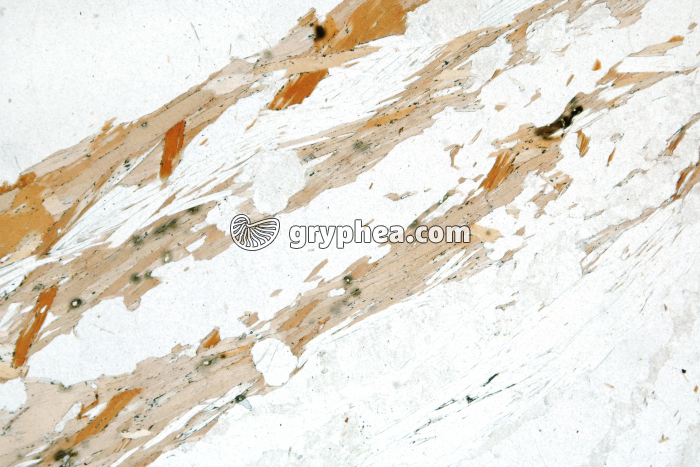 Gneiss LPNA x7 - gryphea.com